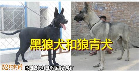 狼青犬与狼配对(狼青犬与狼配对图片)缩略图