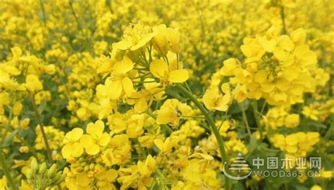 油菜花粉玉米须能降尿蛋白吗,油菜花粉玉米须能治尿蛋白吗缩略图