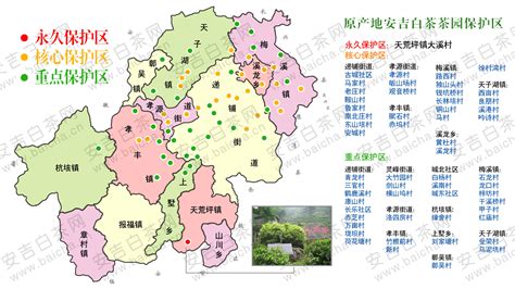 安吉白茶产地哪里(安吉白茶产地哪里好)缩略图