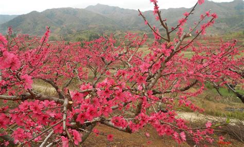 鹰嘴桃什么时候开花,鹰嘴桃什么时候开花呢缩略图