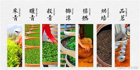 漳平水仙茶属于什么茶(漳平水仙茶属于什么茶种)缩略图