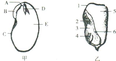 玉米种子纵切结构图(玉米种子纵切结构图实物)缩略图