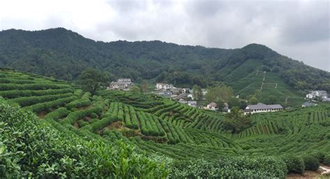 龙井茶的产地在哪里(龙井茶的产地在哪里呢)缩略图