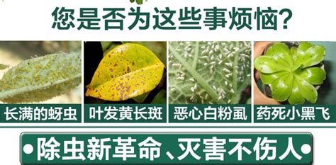 洗衣粉杀蚜虫配方(洗衣粉杀蚜虫配方视频)缩略图