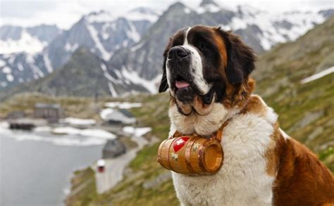 圣伯纳犬多少钱一只,圣伯纳犬多少钱一只纯种缩略图