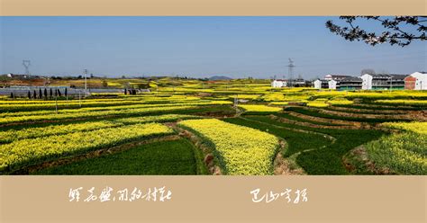 鲜花盛开的村庄,鲜花盛开的村庄电视剧免费观看缩略图