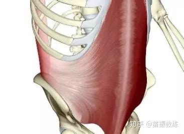 束腰特别紧(束腰太紧)缩略图