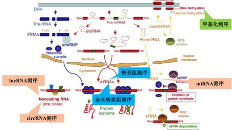 转录机构,转录机构寻求合作伙伴缩略图