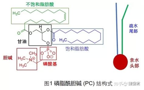 卵磷脂(卵磷脂的功效与作用)缩略图