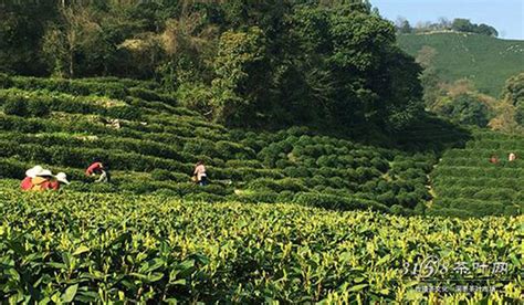 龙井茶产地在哪里,狮峰龙井茶产地在哪里缩略图