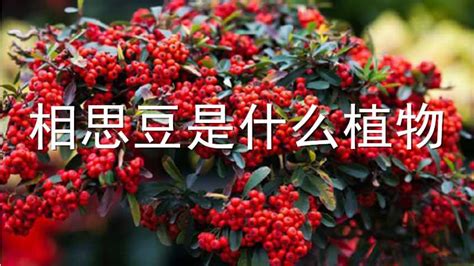 相思豆是什么植物(红豆相思豆是什么植物)缩略图