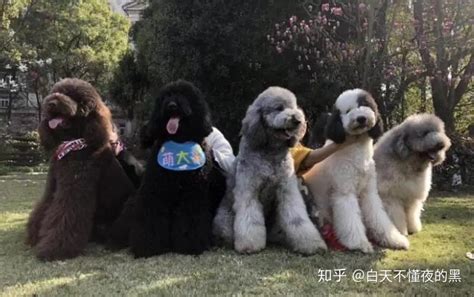 巨贵犬幼犬图片,巨贵犬幼犬图片大全缩略图