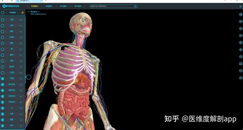 人体模型(人体模型示意图)缩略图