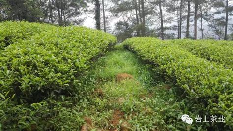 水仙茶树,水仙茶树图片缩略图