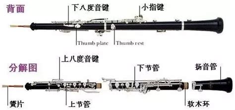 单簧管和双簧管的区别(单簧管和双簧管的区别图片)缩略图