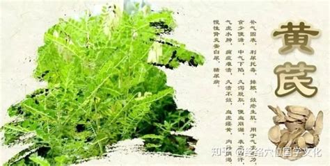 黄芪霜的功效与主治(黄芪霜的功效与主治作用)缩略图