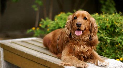 可卡犬价格一般多少钱(可卡犬价格多少钱一只)缩略图