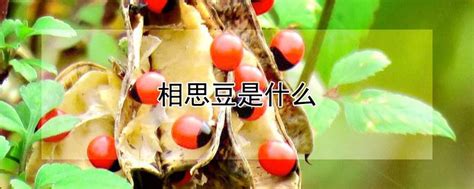 相思豆歌曲原唱(相思豆歌曲原唱视频)缩略图