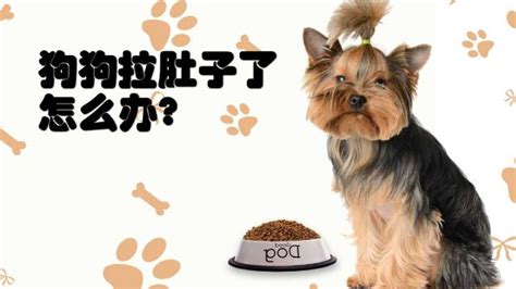 德牧犬拉稀怎么办(德牧犬拉稀怎么办啊)缩略图