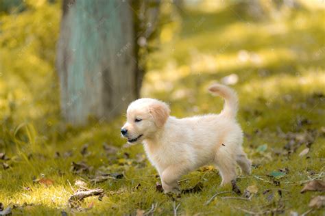 金毛幼犬,金毛幼犬多少钱一只缩略图