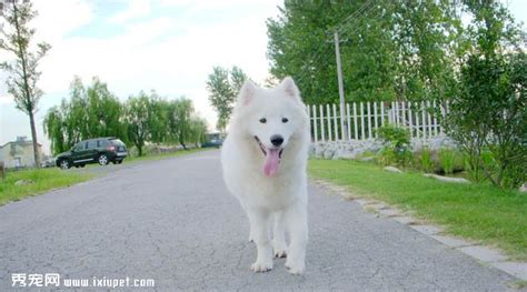 萨摩耶犬好养吗?优缺点有哪些,萨摩耶的智商相当于人的几岁缩略图