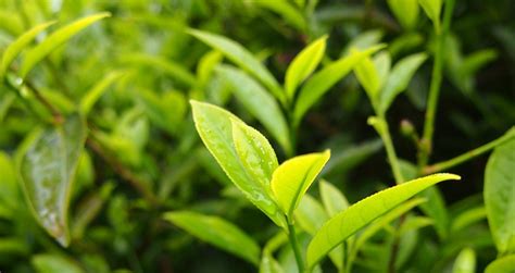 单丛茶推荐,单丛茶推荐口粮茶缩略图