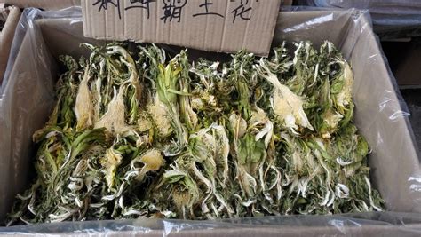 七星剑花(七星剑花的功效与作用)缩略图