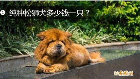 松狮犬多少钱一只(松狮犬多少钱一只大型)缩略图