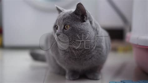 蓝猫视频(蓝猫视频app官方下载)缩略图