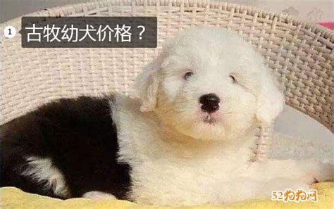 古牧犬多少钱一只?,古牧犬多少钱一只?最新古牧价格火热出炉!|狗狗品种缩略图