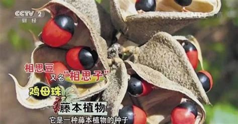 相思豆有毒性吗?,相思豆有毒性吗缩略图