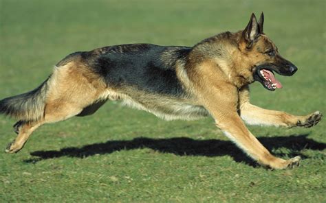 黑背犬凶不凶(黑背犬凶不凶猛)缩略图