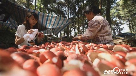 红菇采摘,红菇采摘季节是什么时候缩略图