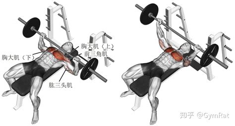 杠铃经典8个动作,杠铃经典8个动作图解缩略图