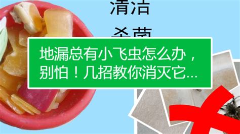 卫生间小飞虫怎么去除(卫生间总有小飞虫怎么去除)缩略图