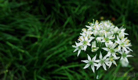 韭菜花叶组合(韭菜花叶组合分别叫什么名字)缩略图