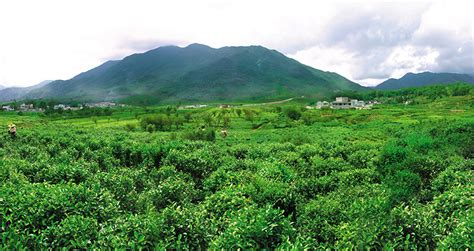 凤凰单丛产地哪里(凤凰单丛产地哪里好)缩略图