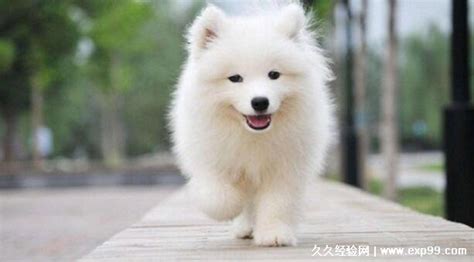 萨摩耶犬能活多少岁(为什么都不建议养萨摩耶)缩略图