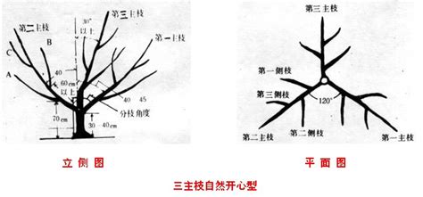 猕猴桃树的修剪方法(猕猴桃树的修剪方法视频)缩略图