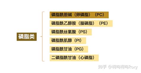 软磷脂和卵磷脂的区别(软磷脂和卵磷脂的区别是啥)缩略图