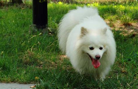 狐狸犬的品种及图片,狐狸犬的品种及图片 价钱缩略图