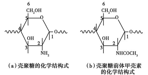 甲壳素和壳聚糖的区别(甲壳素和壳聚糖的区别是什么)缩略图