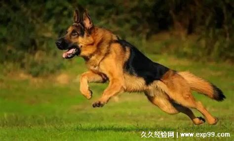 德牧犬多少钱一只幼崽(德牧犬多少钱一只幼崽纯种)缩略图