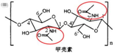 甲壳素被誉为人体的什么,人体为什么有甲壳素缩略图